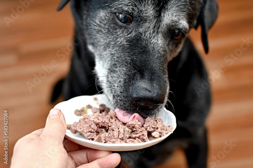 dog eating canned meat from a saucer