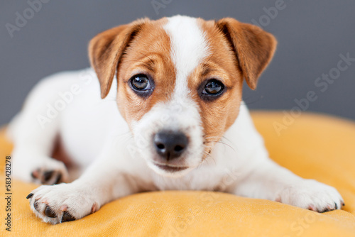 Puppy dog lying on yellow pillow on a gray background