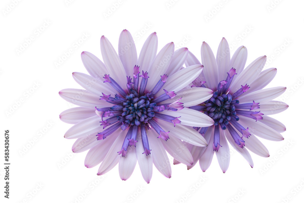  Osteosperumum Flower Daisy White Background