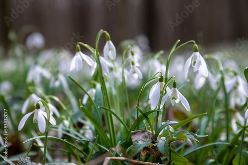 White snowdrop flowers against green bokeh background.