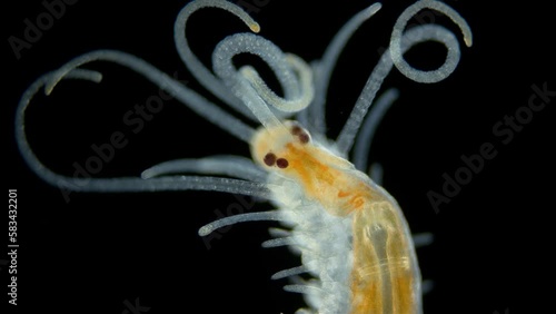 Worm family Syllidae under a microscope, Polychaeta class, was found in Indian Ocean, in front of it has many palps with which predator is looking for prey photo
