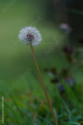 Wallpaper Mural Dandelion in the foreground with the background out of focus in the countryside in springtime Torontodigital.ca
