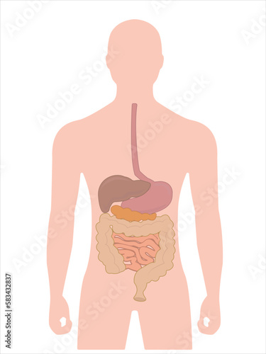 The concept of a person people with organs of the abdominal cavity stomach liver intestines vector illustration