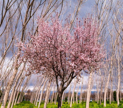 Tree with pink flowers