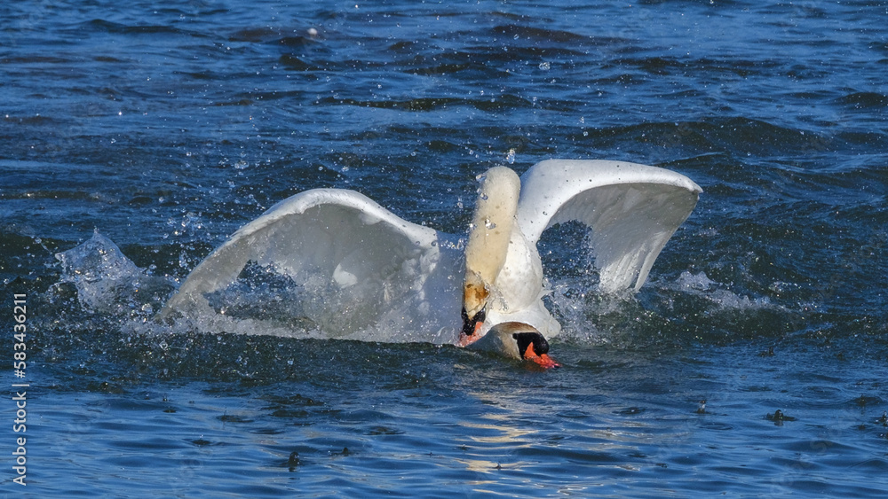 Fototapeta premium Höckerschwan versucht den Gegner beim Revierkampf zu ertränken