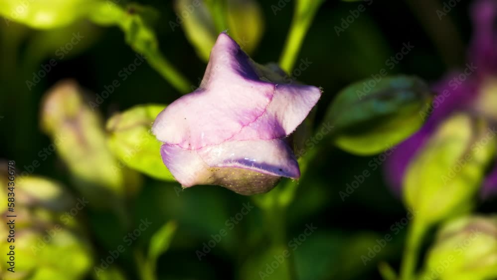 Lavender Trumpet Vine bursting into flower revealing red pink bloom with green background growth, front on time lapse footage. Lavender Trumpet Vine bursting into flower revealing red pink bloom with green background growth, front on time lapse footage.