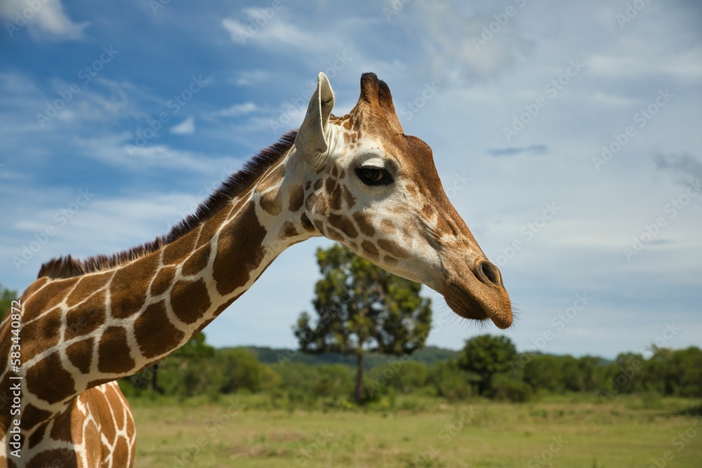 Naklejka premium Portrait close-up of a giraffe, a bright blue sky and trees in the background.