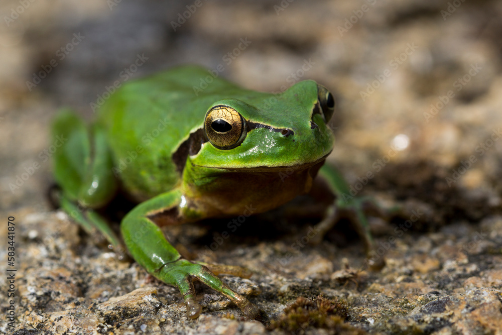 Ranita meridional, Hyla meridionalis Ranita meridional, Hyla meridionalis