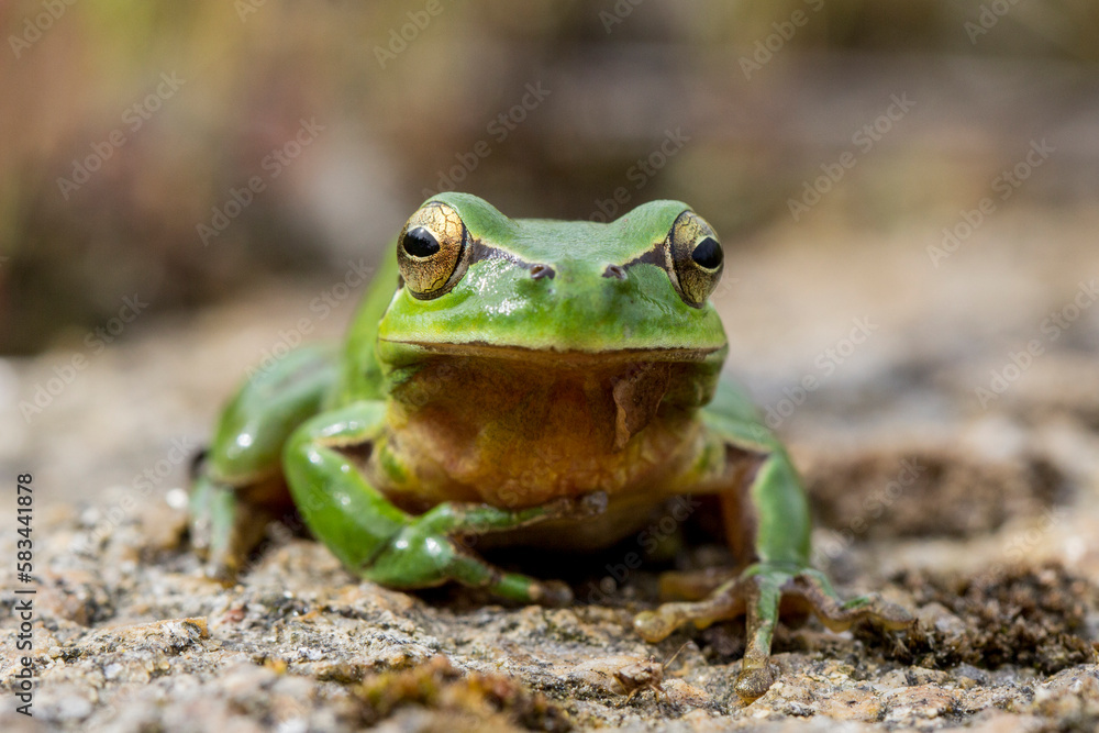 Ranita meridional, Hyla meridionalis Ranita meridional, Hyla meridionalis