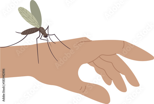 Mosquito insect sucking blood