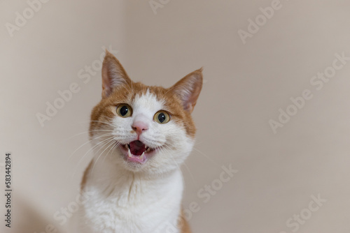 Cuadro en lienzo 鳴いている猫　茶トラ白