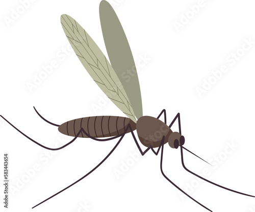 Small flying mosquito insect