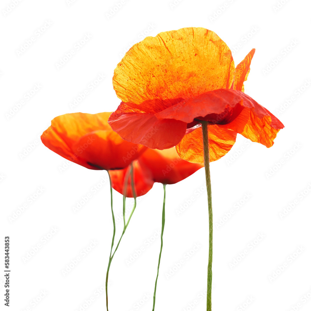 Fototapeta premium Red poppy flowers bouquet in PNG isolated on transparent background