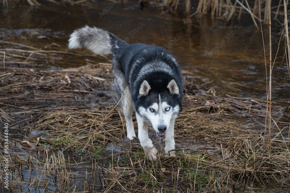 Dog with multi-colored eyes husky on the river in the mud.