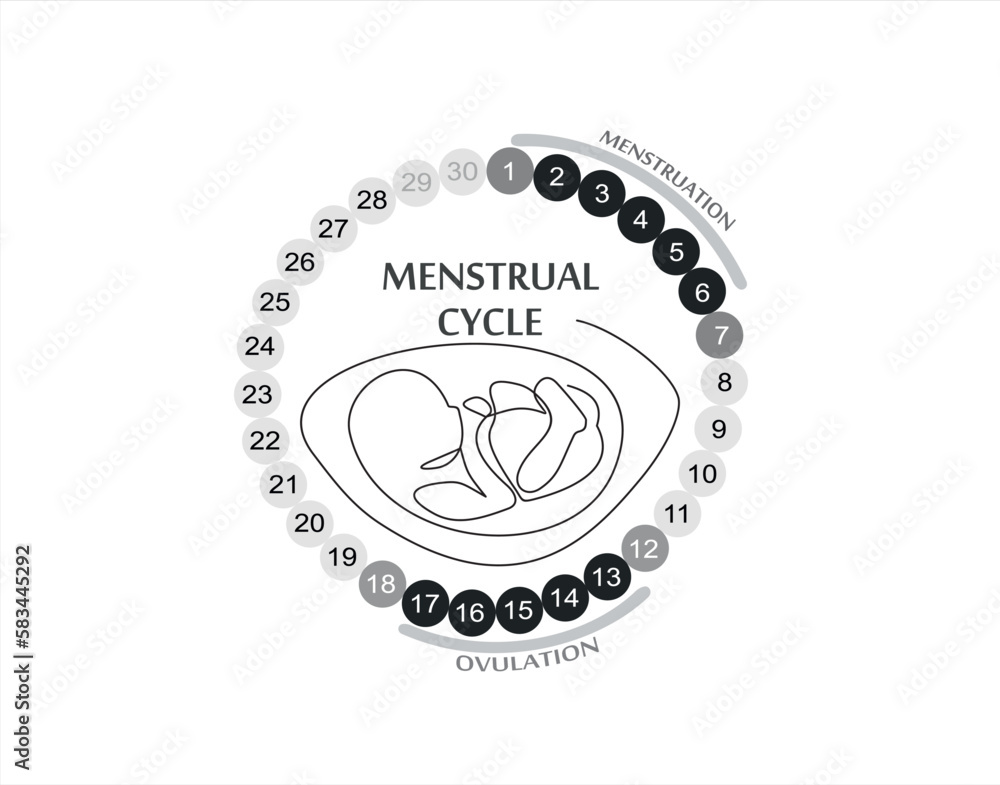 Menstrual cycle. Female calendar planner design.Continuous One line of embryo silhouette on white background. The concept of Menstrual cycle, new life
