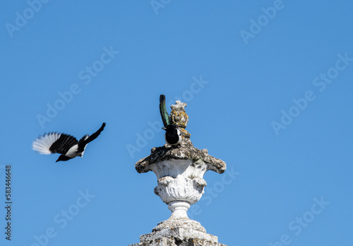 beautiful magpies on a winter day in search of food against the blue sky