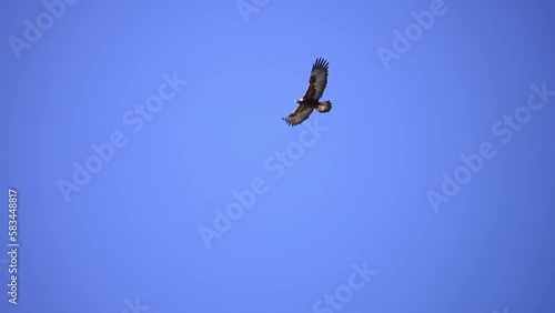 Gold Eagle flying through the blue sky in Wyoming moving in slow motion. photo