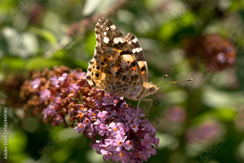 Motyl siedzący na kwitnących kwiatach. Rusałka. (Vanessa).
