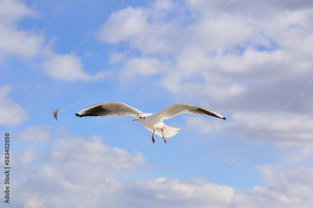 Seagull flying in the blue sky on a sunny day. A background full of freedom and carefree. Copy space.