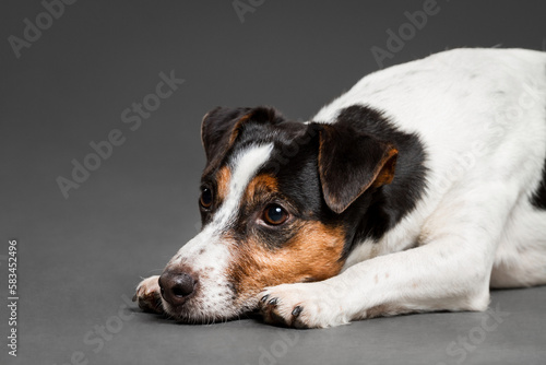 cute jack russell terrier dog lying down in the studio on a grey background