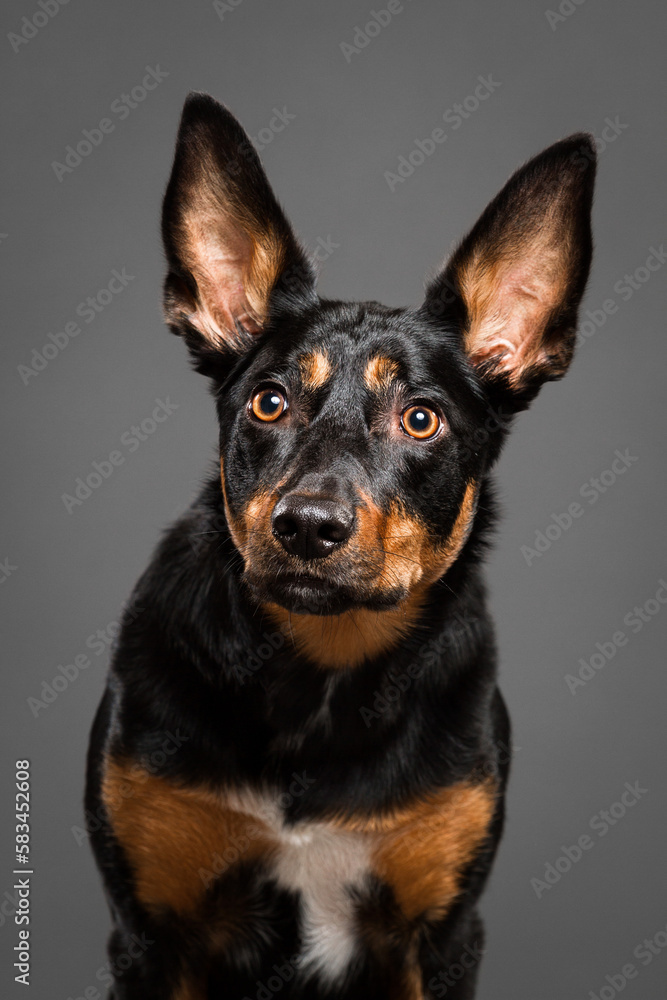 cute australian kelpie dog portrait in the studio on a grey background cute australian kelpie dog portrait in the studio on a grey background