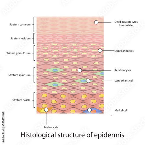 Histological structure of epidermis - skin layers shcematic vector illustration showing epithelial skin layers, melanocytes, keratinocytes, lamellar bodies and merkel cells