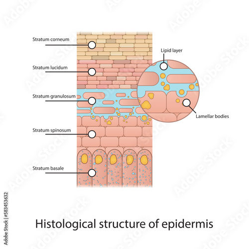 Histological structure of epidermis - skin layers shcematic vector illustration showing stratum basale, spinosum, granulosum, lucidum and corneum and lamellar bodies