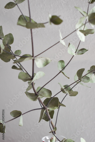 eucalyptus