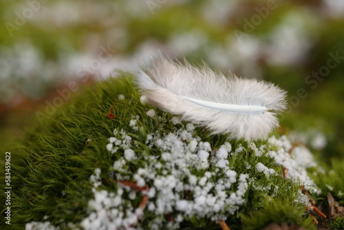 white feather on green moss with snowflakes photo