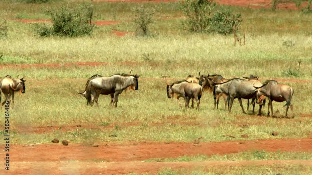 Herd Of Wildebeest Grazing In The Savannah During Great Migration Through Serengeti National Park In Africa. - wide Herd Of Wildebeest Grazing In The Savannah During Great Migration Through Serengeti National Park In Africa. - wide