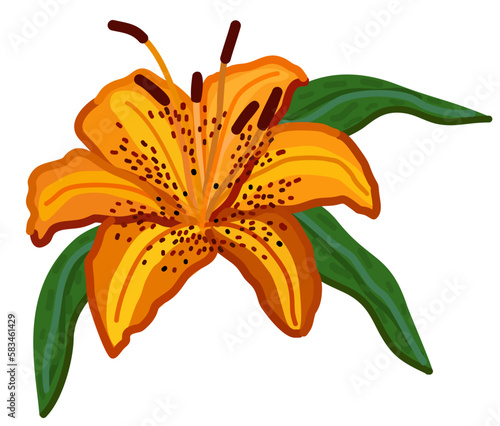 Vector illustration of tiger lily with leaves isolated on white background.