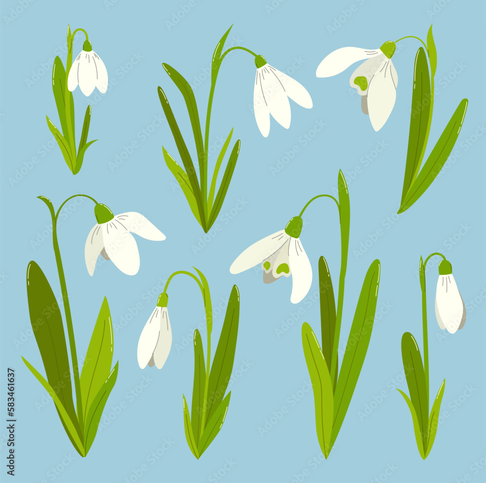Obraz premium Set of snowdrops on blue background. Wild spring blooming flowers. Flat vector illustration