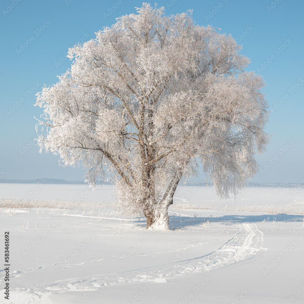 lonely frosty hoar tree in snow covered bright sunny  rural field in winter landscape