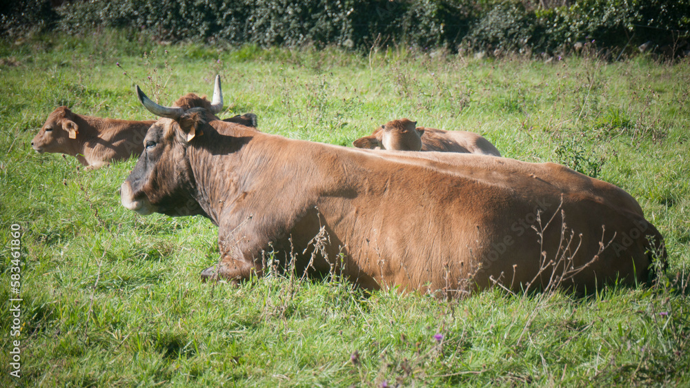 Vacas y terneras marrones tumbados en pradera de hierba Vacas y terneras marrones tumbados en pradera de hierba