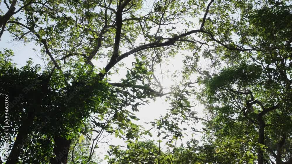 Forest, lush foliage, tall trees at spring or early summer - photographed from below
Forest, lush foliage, tall trees at spring or early summer - photographed from below
