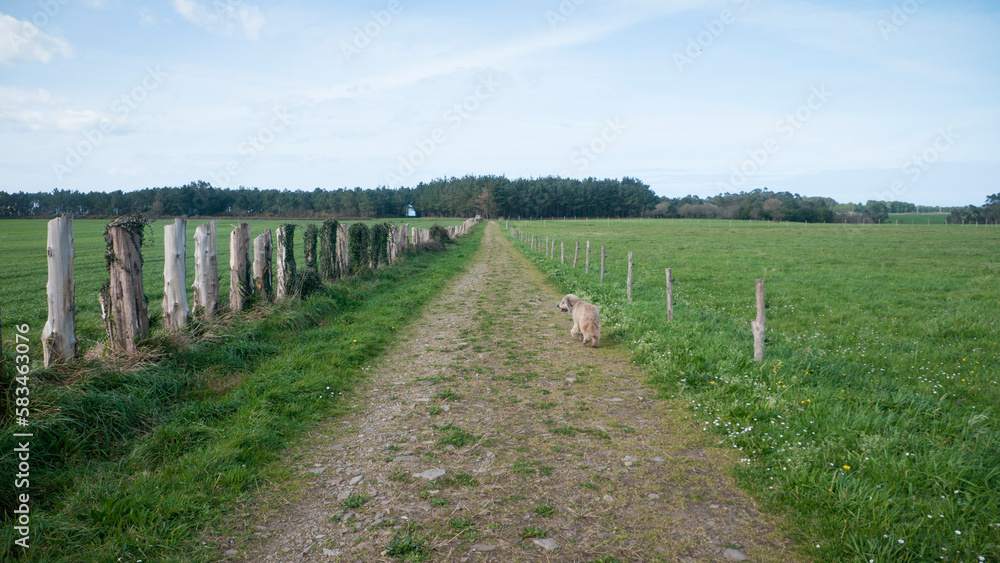 Perro en camino rural entre praderas de pasto