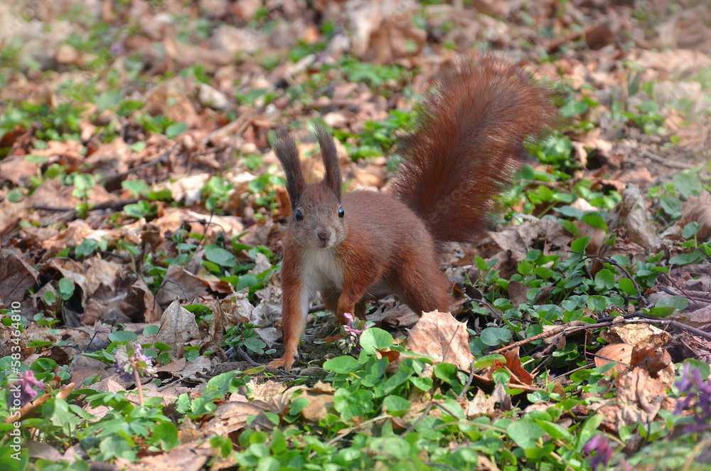 Redhead squirrel in spring park against the background of old leaves and young plants Redhead squirrel in spring park against the background of old leaves and young plants