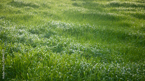 Wallpaper Mural Pradera de hierba verde en día soleado Torontodigital.ca