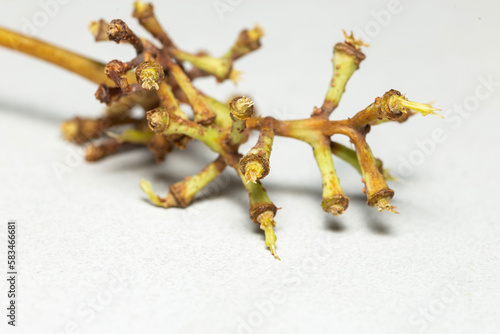 Εκτύπωση καμβά macro shot of detailed grape stalk