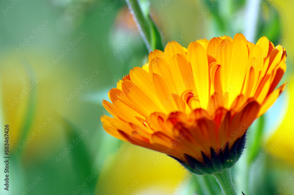 Yellow Calendula on a dissolved background Yellow Calendula on a dissolved background