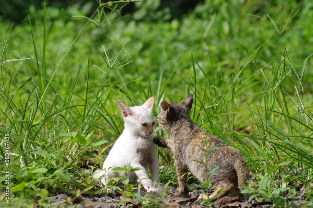 Two kittens are playing together. Two kittens are playing together.