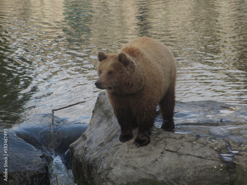 Brown bear in an animal park in Germany © Inge
