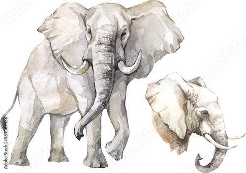 Watercolor elephant illustration set. African wild mammal clipart.