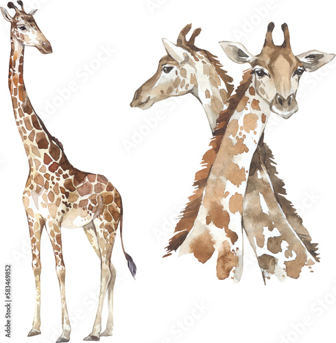Watercolor giraffe illustration set. African wild mammal clipart.