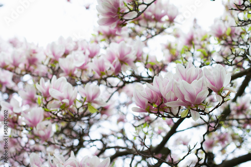 Hand holding pink magnolia flowers closeup. Blooming white flowers of magnolias trees background wallpaper.