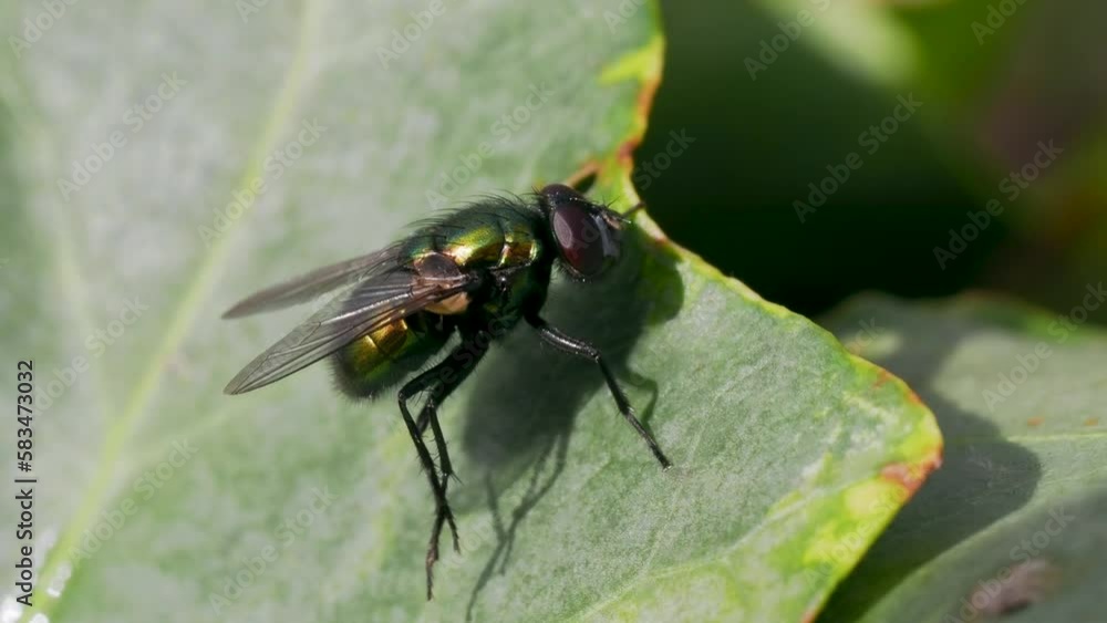 Macro of Green Bottle Fly on Ivy
Macro of Green Bottle Fly on Ivy