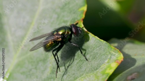 Wallpaper Mural Macro of Green Bottle Fly on Ivy
 Torontodigital.ca