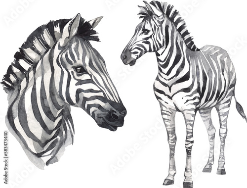 Watercolor zebra illustration set. African wild mammal clipart.