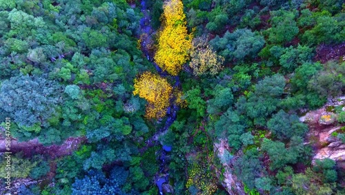 aerial shot with drone of the mountains of the national park of chrea in Algeria with a stream between trees of different color photo