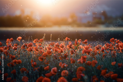 Beautiful field of red poppies in the sunset light.